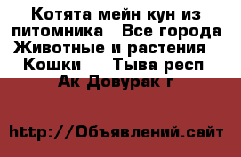 Котята мейн-кун из питомника - Все города Животные и растения » Кошки   . Тыва респ.,Ак-Довурак г.